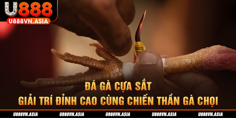 đá gà cựa sắt